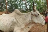 लंपी वायरस