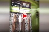 Monkey Viral Video