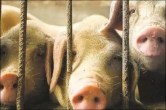 Swine Flu