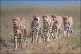Cheetah