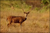 Cheetal