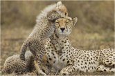 cheetah