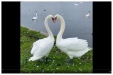 dancing swan