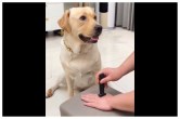 dog viral video