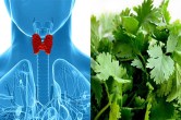 Green Coriander For Thyroid