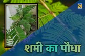 Shami Pujan