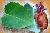 Peepal Leaves
