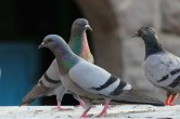 Pigeon