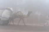 Rajasthan Winter Update