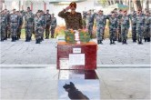 army dog zoom