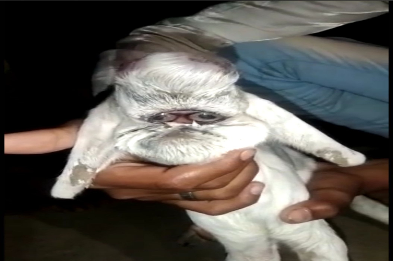 goat baby