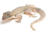 Vastu Tips, lizard in house meaning, lizard in house is good or bad, lizard in house vastu, is it lucky if a lizard falls on you, shakun shashtra,