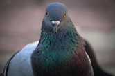pigeons