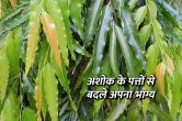 Jyotish Tips, jyotish tips in hindi, ashok ke patte ke upay, ashok ke patte ke totke, ashok ke patte ke fayde, अशोक के पत्ते के उपाय, ज्योतिष टिप्स