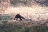rare pangolin tikamgarh