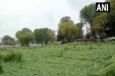 Rajasthan Weather Update, Crops Damage By Rain