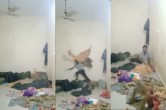 monkey funny video