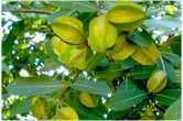 Arjun Fruit Benefits