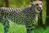 Cheetah Project