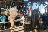 Elephant Rescue Operation, Army Personnel, Indian Army, Save Life Of Elephant, Elephant Moti, Nainital News, Ramnagar Hindi News, Roorkee Uttarakhand
