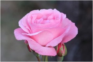 pink rose