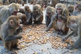 Mangalwar ke upay, mangal dosh, mangal ke upay, manglik dosh