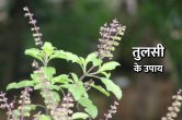 Tulsi Ke Upay, Tulsi Ke Totke, Jyoitsh Tips, Bhagwan Shiv