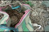 west bengal school desi bomb west bengal crime news
