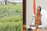 CM Shivraj Singh Chouhan instructions compensation destroyed crops