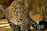 Peopard, Pakistan News, Jammu Kashmir, Leopard Video
