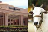 Lucknow, Cow