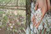 MP Weather rain hail in bhopal indore ujjain heavy rain