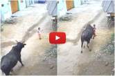 Viral Video, Aligarh, Hindi News, UP