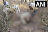 Tigers In Madhya Pradesh, Elephant, Bandhavgarh Tiger Reserve, Madhya Pradesh