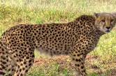 madhya pradesh, kuno national park, sheopur, agni cheetah, south africa, namibia cheetah