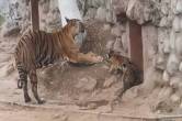 Gwalior zoo