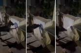 andhra pradesh, jagan mohan reddy,police complaint against dog