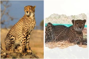 Kuno Cheetah Project, Kuno National Park, Cheetah Uday