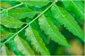Neem Health Benefits