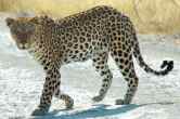 UP News, Leopard Attack, Uttar Pradesh hindi News, Bijnor News