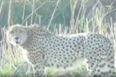 Kuno National Park, Namibian Cheetah, Madhya Pradesh, Wildlife