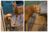 dog deer