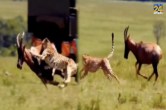 wild life video