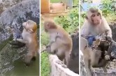 monkey