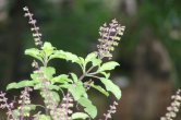 jyotish tips, astrology, tulsi ke upay, tulsi ke totke