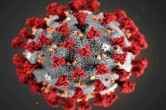 Corona virus