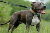 Pitbull Attack, Pitbull Dog Attack, Meerut News, Crime News, UP News