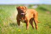 UP News, Lucknow News, French Mastiff, Dog Attack