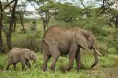 Elephant Alert App, Bhupesh Baghel govt, Chhattishgarh News, CM Bhupesh Baghel