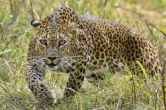 Lakhimpur Kheri News, Leopard Terror, Leopard Attack, UP News